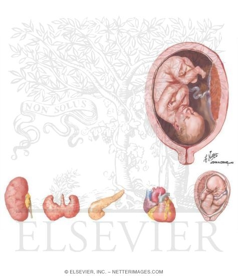 Antepartum Fetal Testing