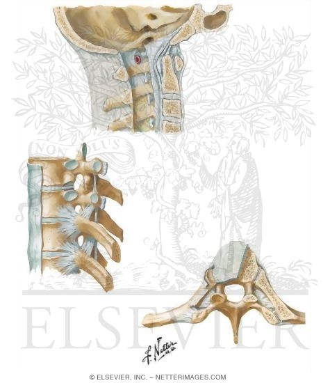 Watermarked preview of unlabeled image: Joints
