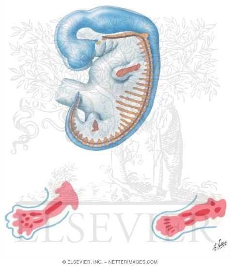 Mesenchymal Primordia at 5 and 6 Weeks