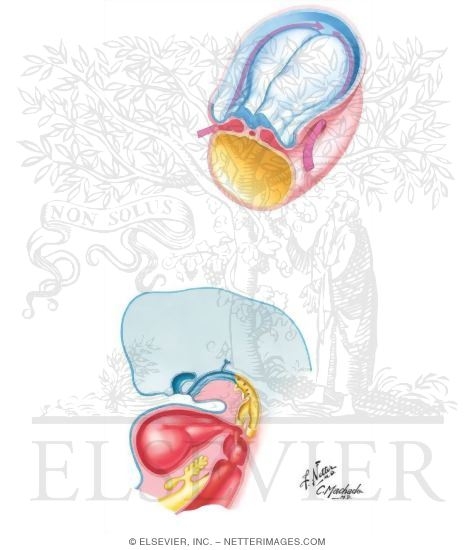 Watermarked preview of unlabeled image: Formation of the Pleural Cavities