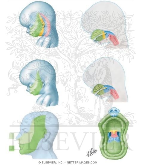 Watermarked preview of unlabeled image: Sensory Innervation Territories