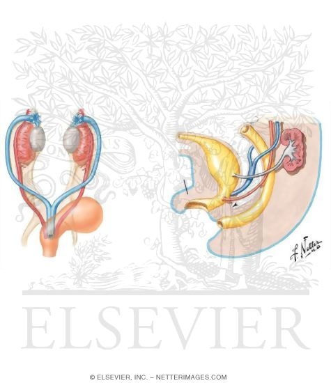 Watermarked preview of unlabeled image: Summary of Urogenital Primordia and Derivatives