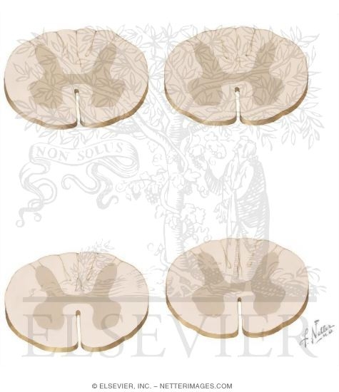 Spinal Cord Terminations of Major Descending Upper Motor Neuron Tracts