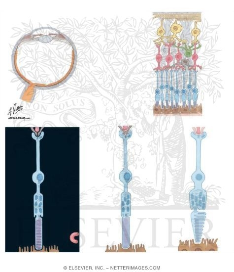 Watermarked preview of unlabeled image: The Retina and the Photoreceptors