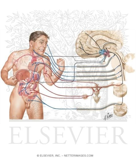 Watermarked preview of unlabeled image: Neural and Neuroendocrine Roles In the Fight-Or-Flight Response