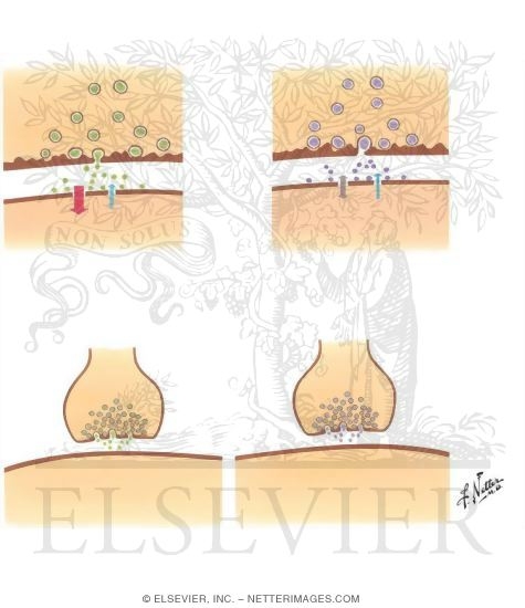 Graded Potentials in Neurons