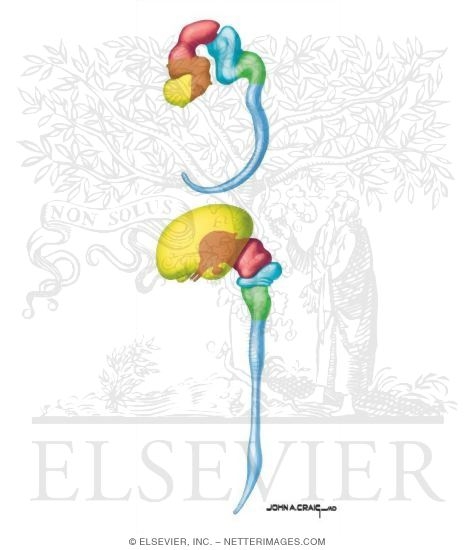 Development of Major Brain Structures