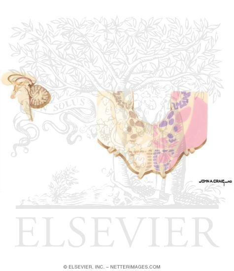 Watermarked preview of unlabeled image: Pons - Level of the Facial Nucleus