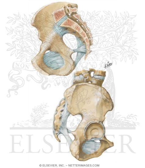 Bones and Ligaments of Pelvis