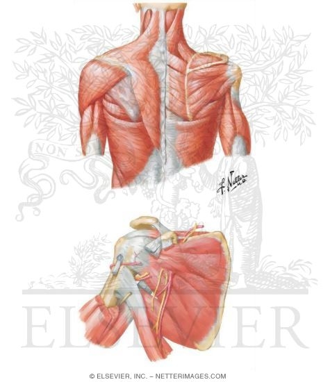 Muscles: Back and Scapula Region