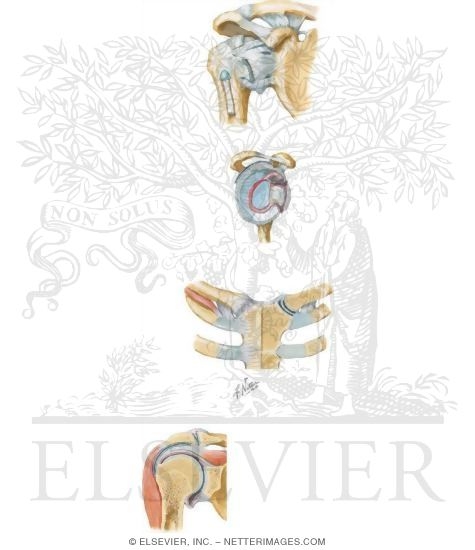 Watermarked preview of unlabeled image: Shoulder Joints