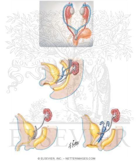 Watermarked preview of unlabeled image: 8-Week Undifferentiated (Indifferent) Stage