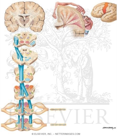Watermarked preview of unlabeled image: Corticospinal Tracts