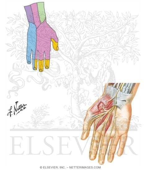 Nerves of the Hand