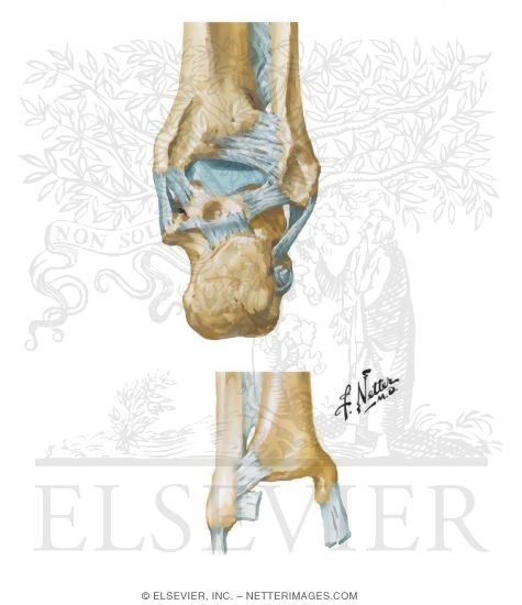 Watermarked preview of unlabeled image: Ankle Joints
