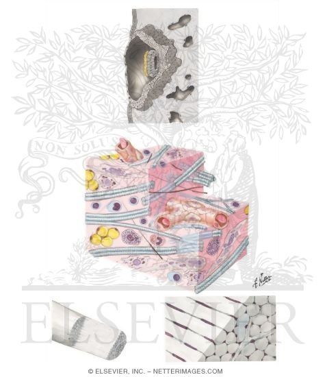 Watermarked preview of unlabeled image: Samples of Epithelia and Connective Tissue