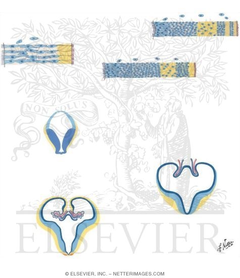 Watermarked preview of unlabeled image: Forebrain Wall and Ventricles