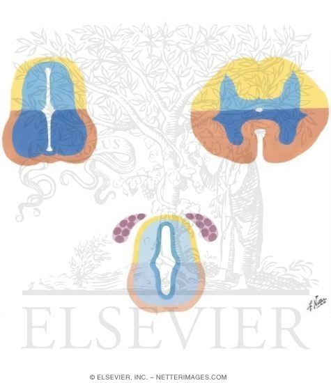 Alar and Basal Plates
