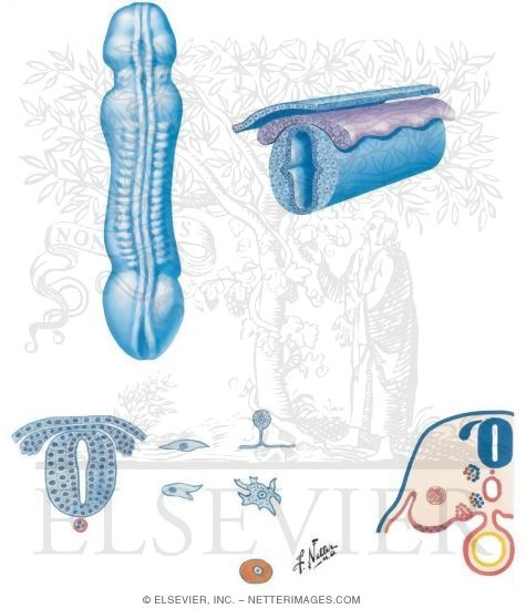Watermarked preview of unlabeled image: Neural Tube and Neural Crest