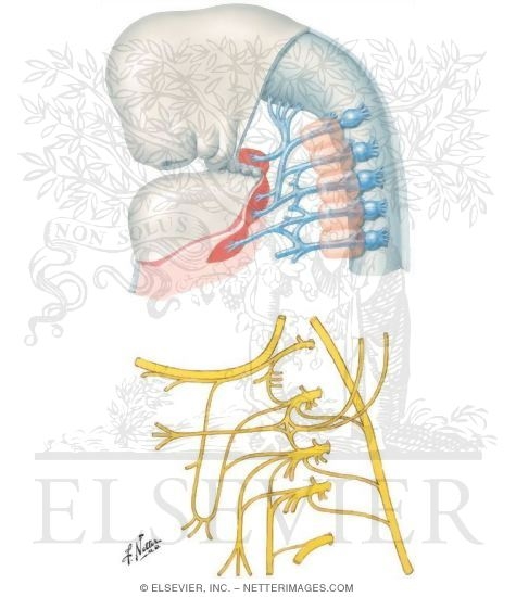 Cervical Plexus
