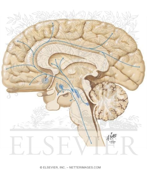 Dopaminergic Pathways