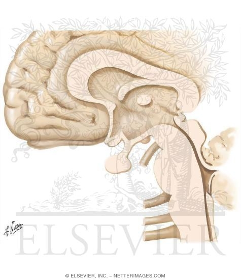 Watermarked preview of unlabeled image: Paraventricular Nucleus of the Hypothalamus: Regulation of Pituitary Neurohormonal Outflow, Autonomic Preganglionic Outflow, and Limbic Activity