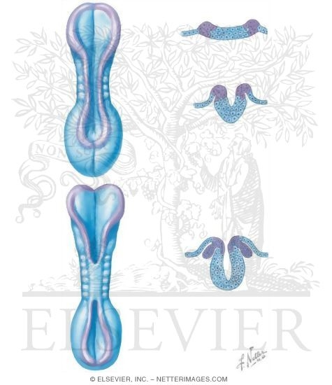 Neurulation