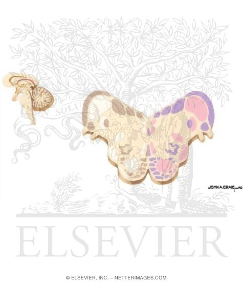 Medullo-Pontine Junction - Level of the Cochlear Nuclei
