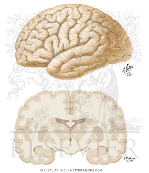 Watermarked preview of unlabeled image: Major Cortical Association Bundles