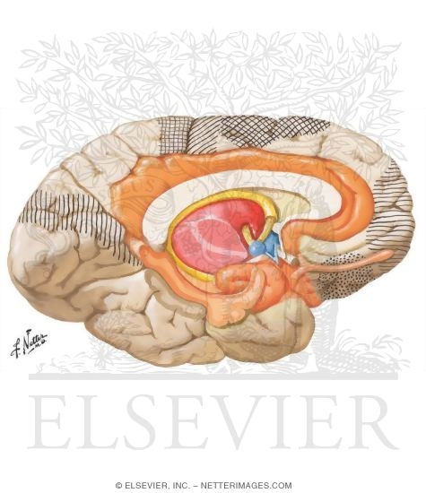 Forebrain Regions Associated with the Hypothalamus