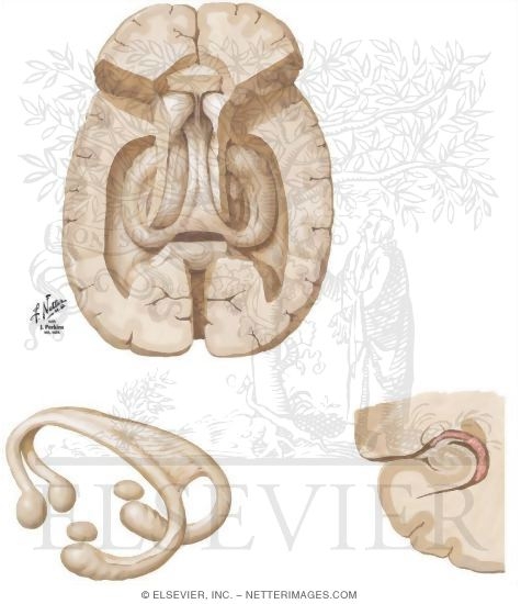 Watermarked preview of unlabeled image: Hippocampal Formation and Fornix