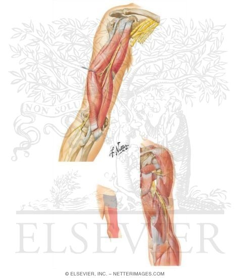 Nerves of the Arm
