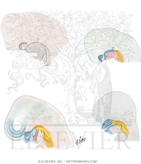 Watermarked preview of unlabeled image: Palate Formation in the Upper Airway
