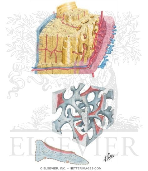 Histology of Bone