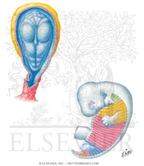 Watermarked preview of unlabeled image: Genetic Determination of Embryonic Axes and Segments