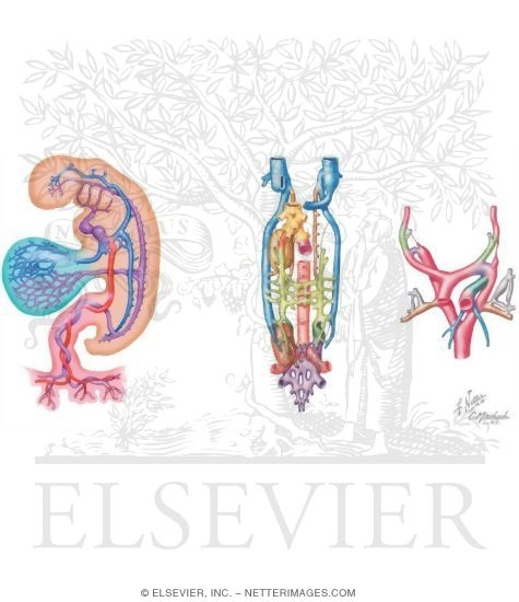Summary of Embryonic Blood Vessel Derivatives