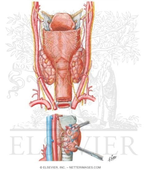 Parathyroid Glands