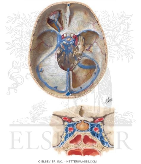 Dural Venous Sinuses