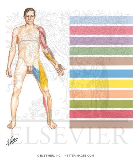 Watermarked preview of unlabeled image: Motor Impairment Related to Level of Spinal Cord Injury