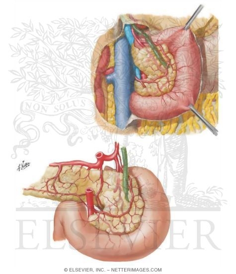 Arteries of Duodenum and Head of Pancreas