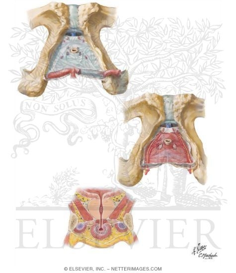 Watermarked preview of unlabeled image: Perineal Spaces