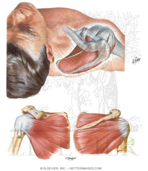 Muscles of Rotator Cuff