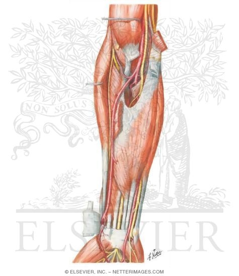 Muscles of Forearm (Intermediate Layer): Anterior View