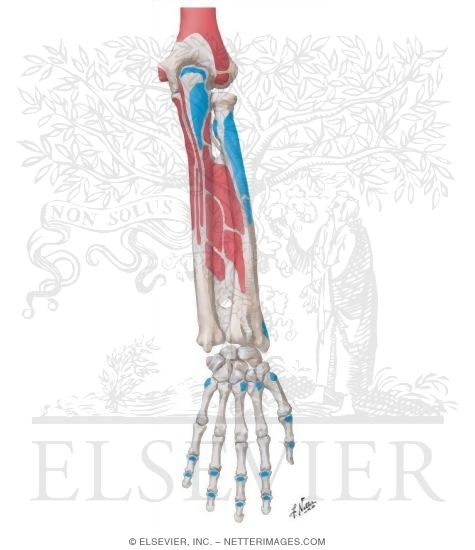 Attachments of Muscles of Forearm: Posterior View
