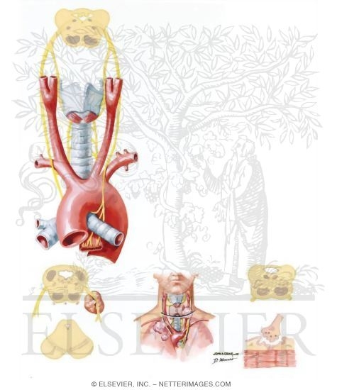 Watermarked preview of unlabeled image: Innervation of Larynx