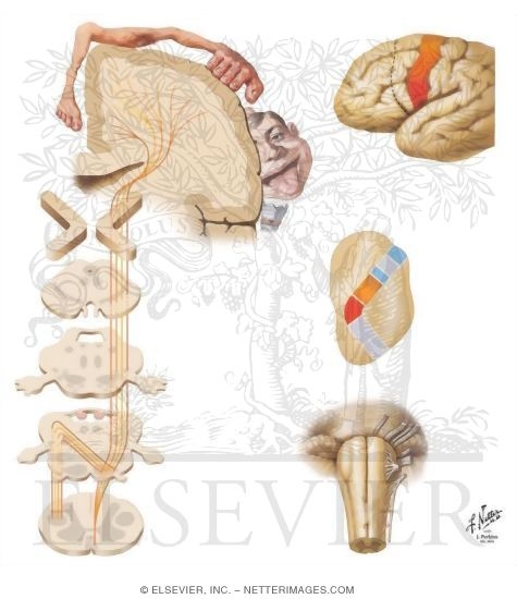 Corticospinal Tract