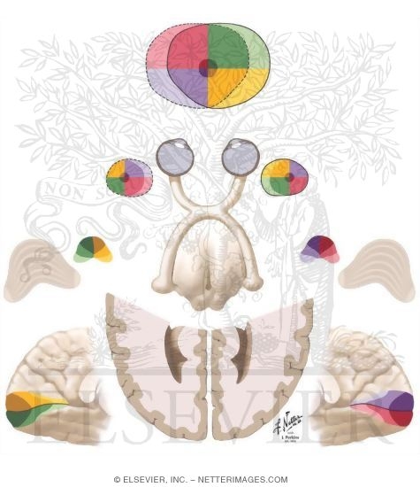 Visual Pathways: The Retino, Geniculo, and Calcarine Pathway
