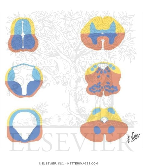Cross Sections of the Midbrain and Hindbrain
Spinal Medulla, Medulla Oblongata, Mesencephalon