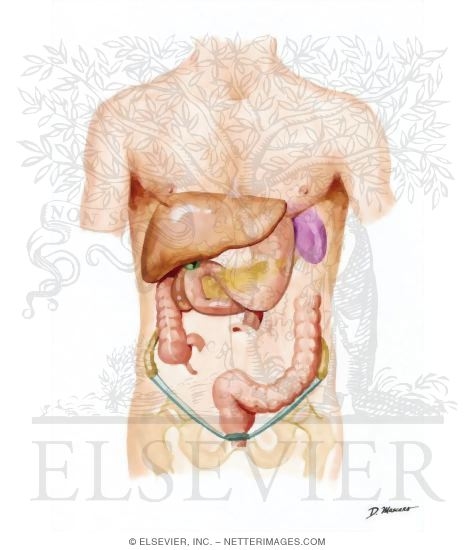 Watermarked preview of unlabeled image: Human Immunodeficiency Virus and the Gastrointestinal Tract