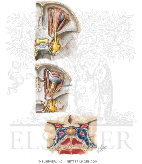 Nerves of Orbit, Ciliary Ganglion and Cavernous Sinus
Nerves of the Orbit and the Ciliary Ganglion: Dorsal View and Cross-Section Through the Cavernous Sinus (Neuro)